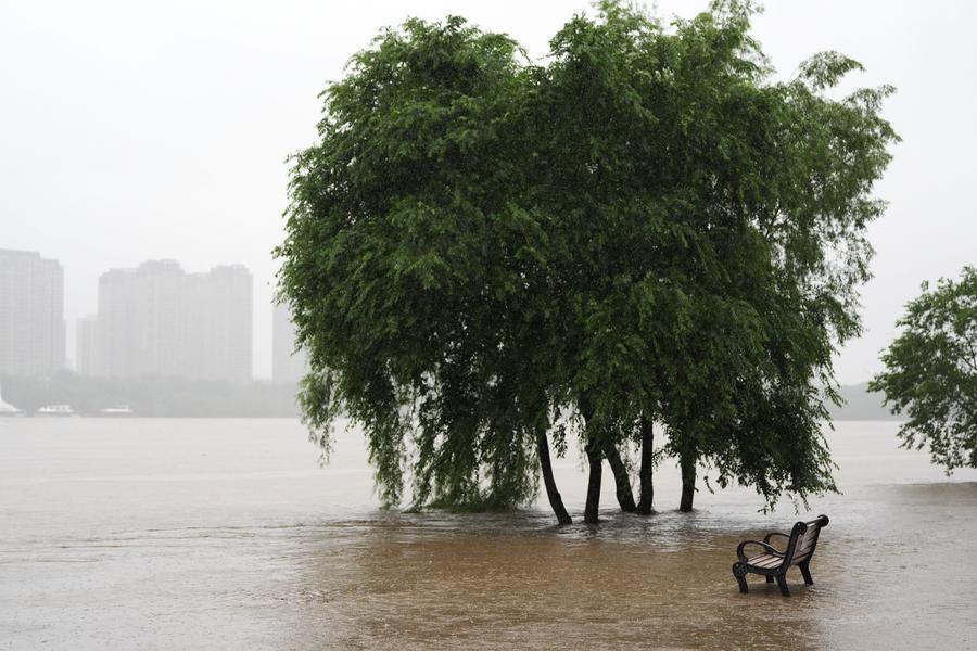 Esta foto, tomada el 13 de julio de 2026, muestra árboles parcialmente sumergidos como consecuencia de la crecida del río Hunhe, en Shenyang, capital de la provincia de Liaoning, en el noreste de China. (Xinhua/Li Gang)