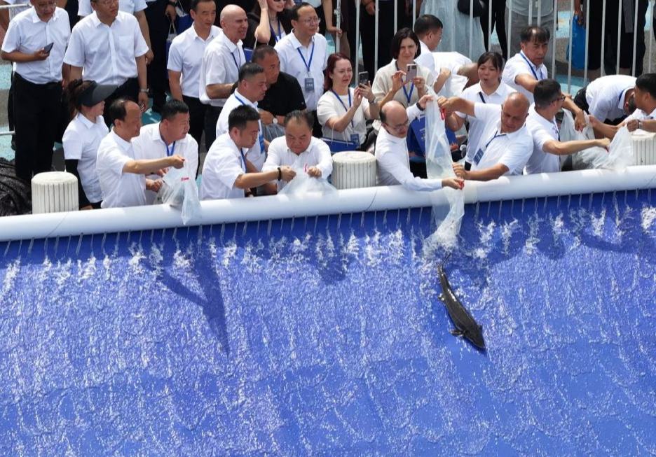 China y Rusia liberan 480.000 alevines de peces en peligro de extinción en un río fronterizo