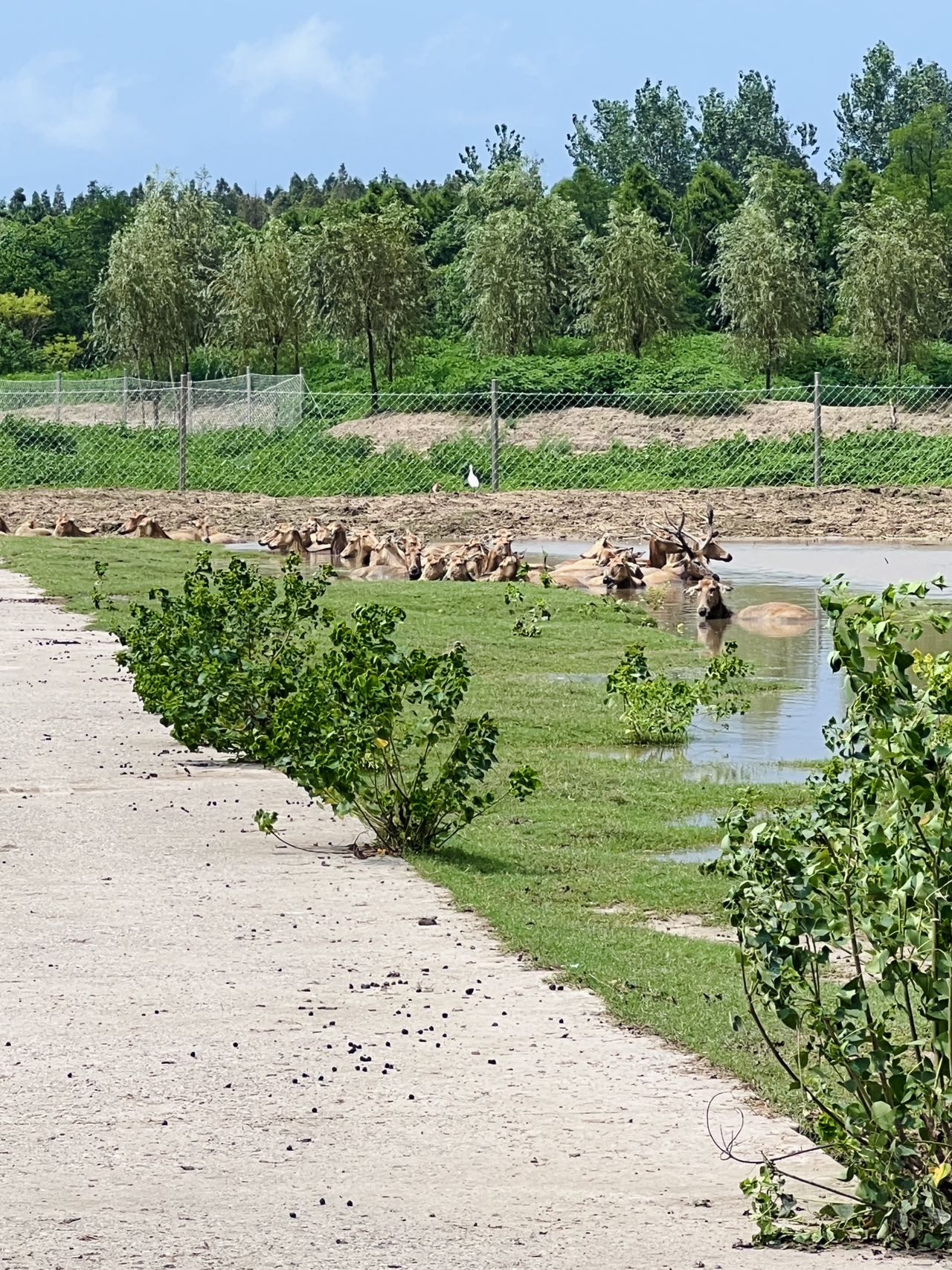 Imagen&nbsp;de&nbsp;una&nbsp;manada&nbsp;de&nbsp;ciervos&nbsp;milú&nbsp;en&nbsp;la&nbsp;Reserva&nbsp;Natural&nbsp;Nacional&nbsp;del&nbsp;Ciervo&nbsp;Milú&nbsp;de&nbsp;Dafeng&nbsp;en&nbsp;la&nbsp;ciudad&nbsp;de&nbsp;Yancheng,&nbsp;el&nbsp;23&nbsp;de&nbsp;julio&nbsp;de&nbsp;2026.&nbsp;Foto&nbsp;por&nbsp;Álvaro&nbsp;Lago,&nbsp;Diario&nbsp;del&nbsp;Pueblo&nbsp;digital.
