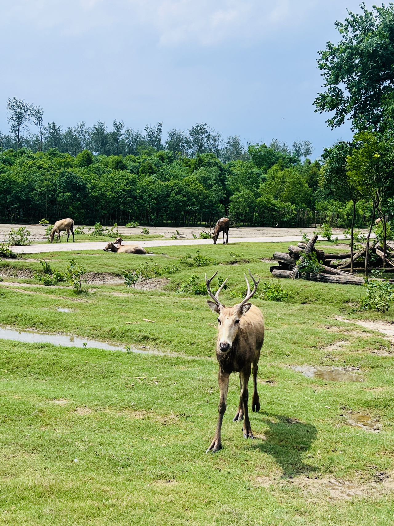 Imagen&nbsp;de&nbsp;varios&nbsp;ciervos&nbsp;milú&nbsp;en&nbsp;la&nbsp;Reserva&nbsp;Natural&nbsp;Nacional&nbsp;del&nbsp;Ciervo&nbsp;Milú&nbsp;de&nbsp;Dafeng&nbsp;en&nbsp;la&nbsp;ciudad&nbsp;de&nbsp;Yancheng,&nbsp;el&nbsp;23&nbsp;de&nbsp;julio&nbsp;de&nbsp;2026.&nbsp;Foto&nbsp;por&nbsp;Álvaro&nbsp;Lago,&nbsp;Diario&nbsp;del&nbsp;Pueblo&nbsp;digital.
