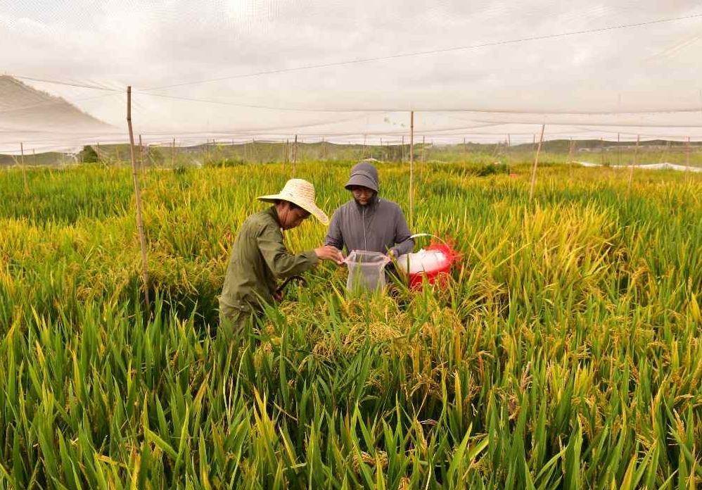 Científicos chinos logran un importante avance en arroz híbrido con una eficiencia de clonación cercana al 100%