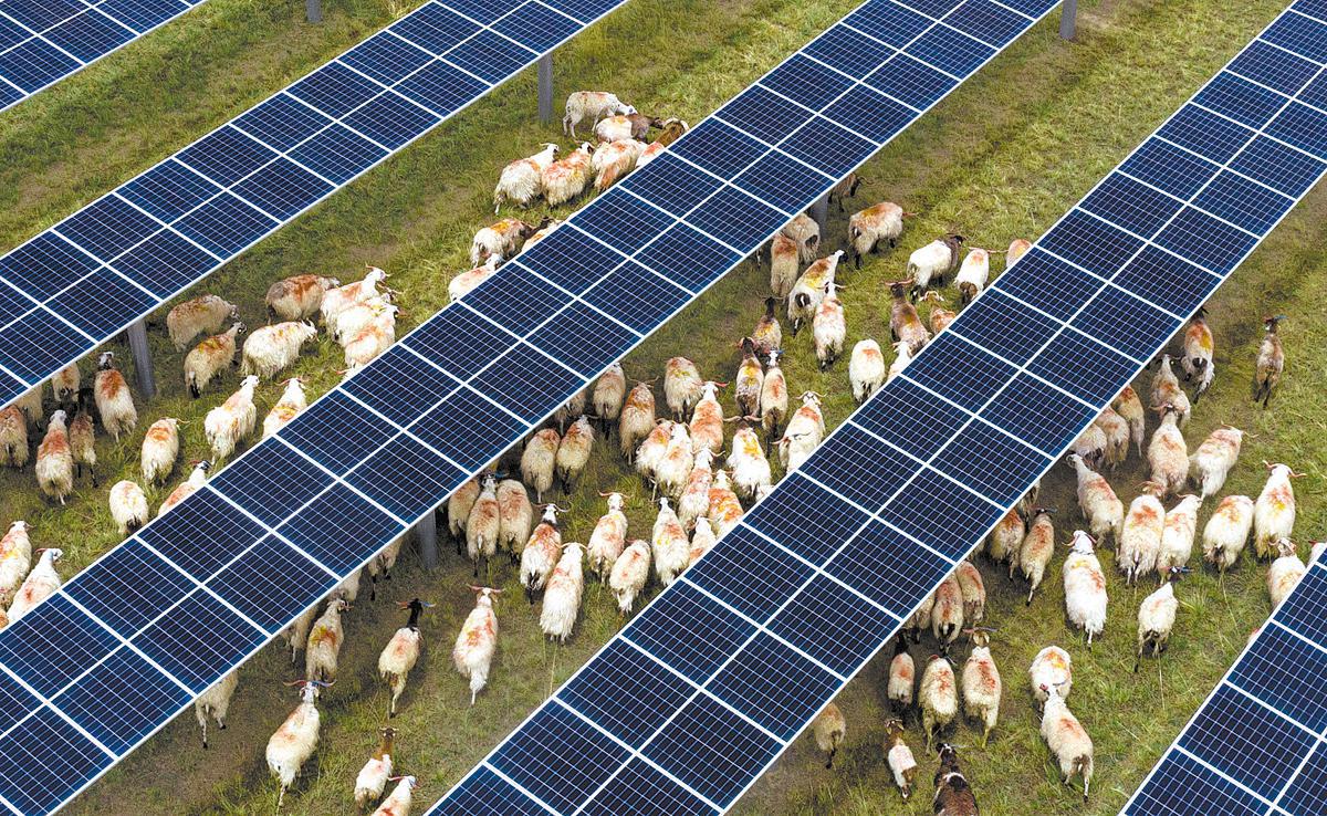 Ovejas pastan bajo paneles solares en una planta fotovoltaica en Qinghai. [Foto de China Daily]