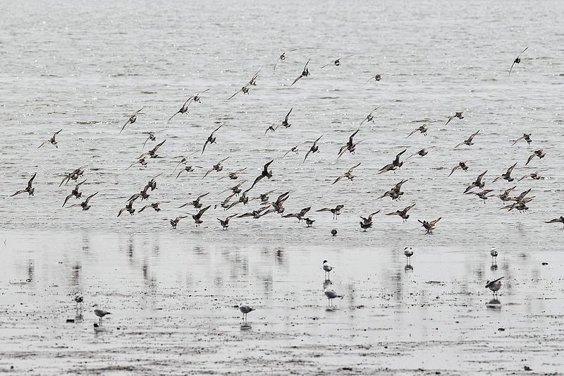 Santuarios de Aves Migratorias en la costa del mar Amarillo y el golfo de Bohai (China). (Foto de VCG)