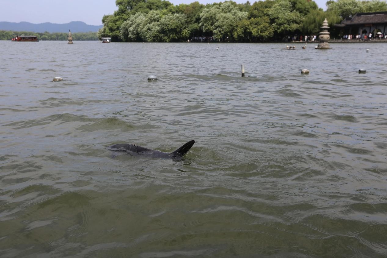 Hangzhou despliega un pez robótico biomimético para patrullar el Lago del Oeste