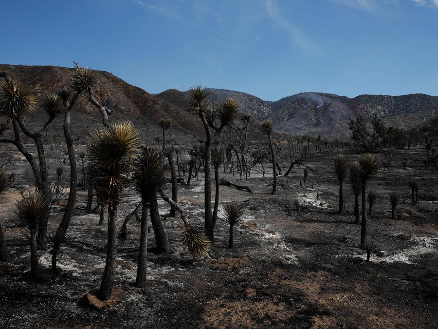 Imagen del 11 de julio de 2026 de árboles quemados, en el Valle del Antílope, en el condado de Los Ángeles, California, Estados Unidos. (Xinhua/Qiu Chen)