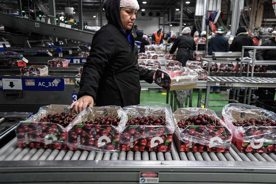 Imagen del 13 de diciembre de 2024 de una empleada trabajando en la planta de Garces Fruit, en San Francisco de Mostazal, en la región de O'Higgins, Chile. (Xinhua/Jorge Villegas)