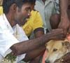 Un hombre se casa con una perra en la India