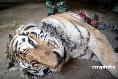 Un tigre siberiano matado por otros tigres en el zoo