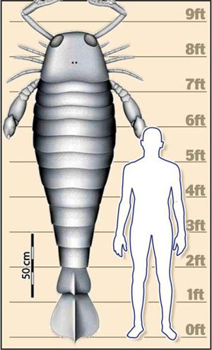 Se lo crean o no, el antiguo escorpión de mar era más grande que el hombre
