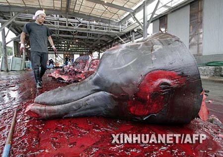 Animales Animales