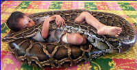 Chico de 6 años de Kampuchea duerme junto con una enorme boa de 6 metros de largo durante 6 años