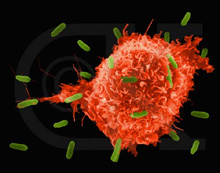 Se anuncia el avance en detectar células cancerígenas