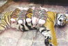La tigresa madre sin temor a los cochinillos
