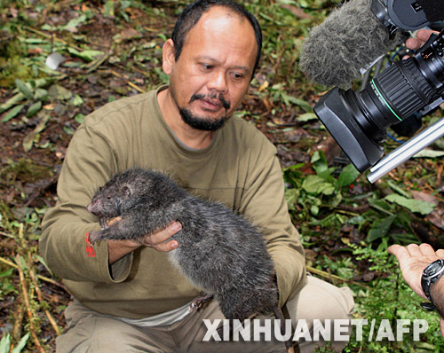 En Indonesia se descubre una nueva especie: un ratón gigante que pesa 1,4 kilos