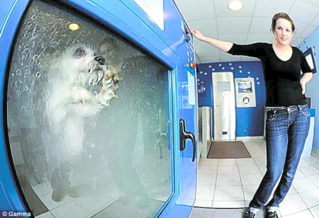 Un empresario francés inventó “lavadora automática para limpiar perros”