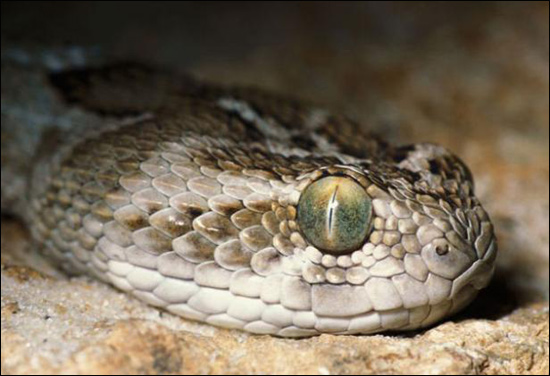 Serpientes amenazan a habitantes en Irak