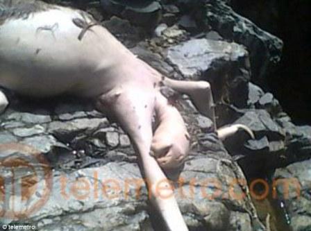 Aparece en Panamá monstruo con figura humana, que fue muerto por jóven panameño asustado