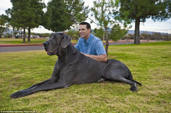 El perro considerado como más alto del mundo