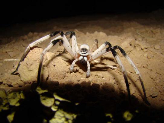 En el desierto de Israel se descubren raras arañas de 14 centímetros de largo