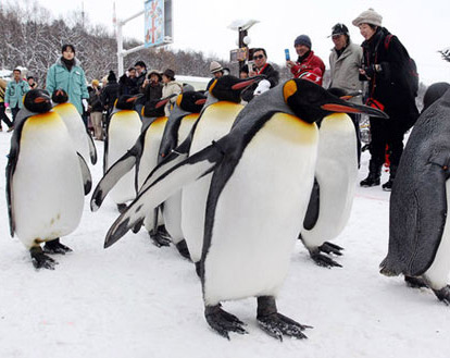 Pingüinos dan paseos para “reducir peso”