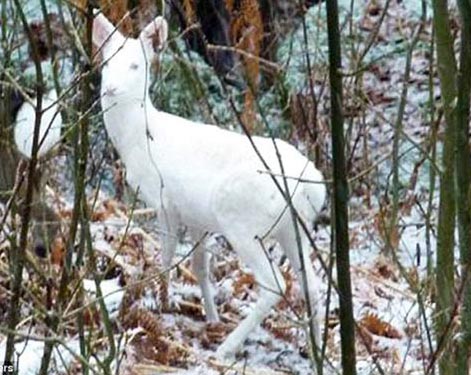 Se descubrió en Italia un raro ciervo que tiene un cuerpo completamente blanco