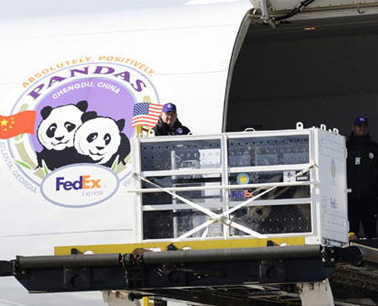 El panda Taishan regresa a la patria