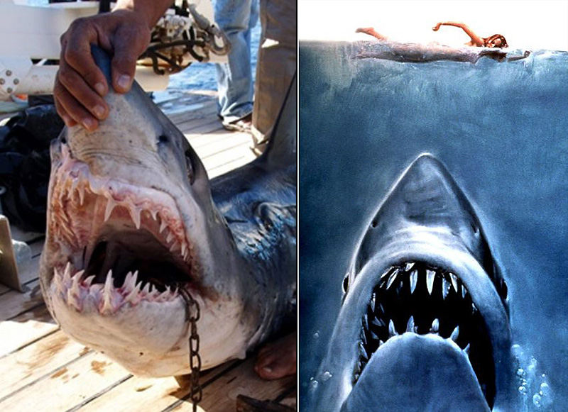 Tiburón mata a turista alemana en Egipto
