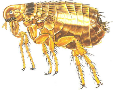 ¿Por qué las pulgas son grandes saltarinas?