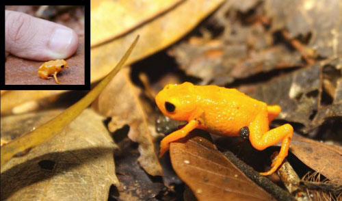 Hallan en Brasil un nuevo tipo de rana con solo tres dedos
