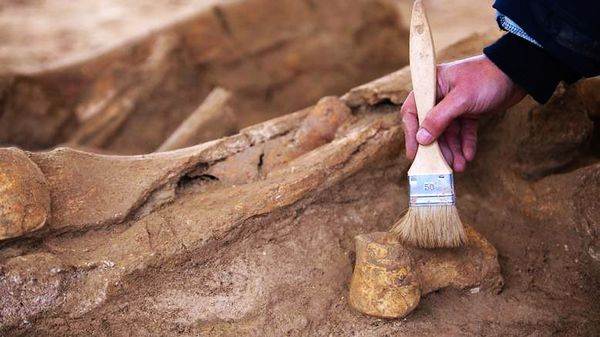 Arqueólogos encuentran esqueleto de mamut cerca de París