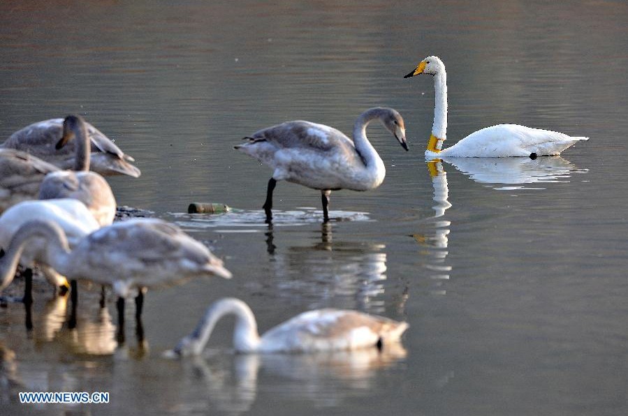Cisnes llegan a los humedales del Río Amarillo para pasar el invierno