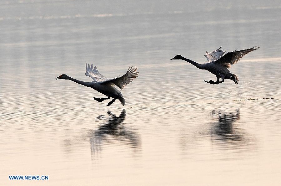 Cisnes llegan a los humedales del Río Amarillo para pasar el invierno