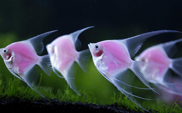 Primeros peces ángel rosa fluorescente del mundo