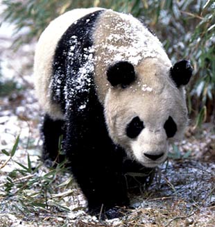 Viven en cautiverio 341 pandas gigantes en todo el mundo