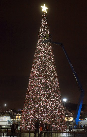 Construyen en Inglaterra árbol navideño del tamaño más grande (4)