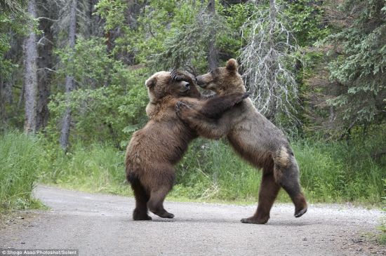 Dos osos se pelearon por almuerzo (5)