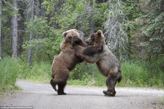 Dos osos se pelearon por almuerzo (4)