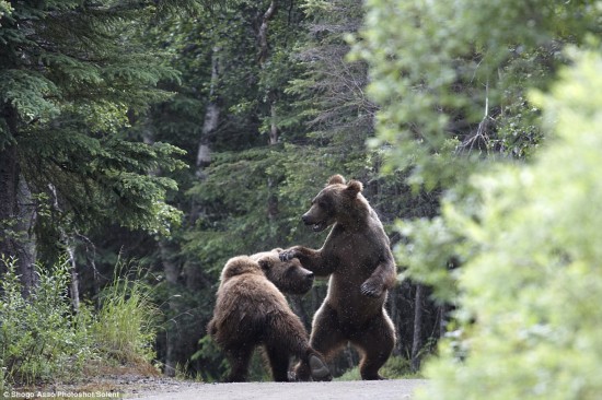 Dos osos se pelearon por almuerzo (3)