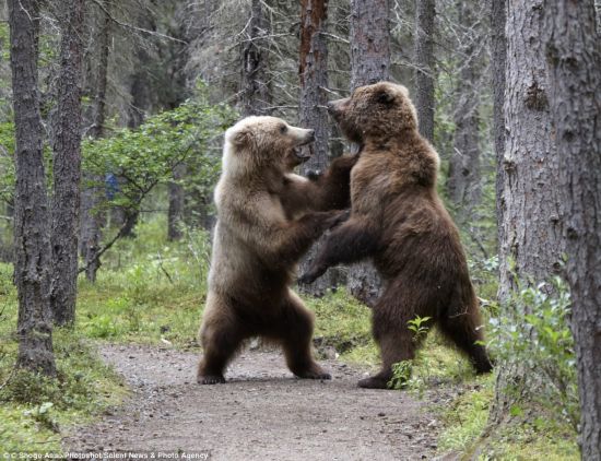 Dos osos se pelearon por almuerzo (2)