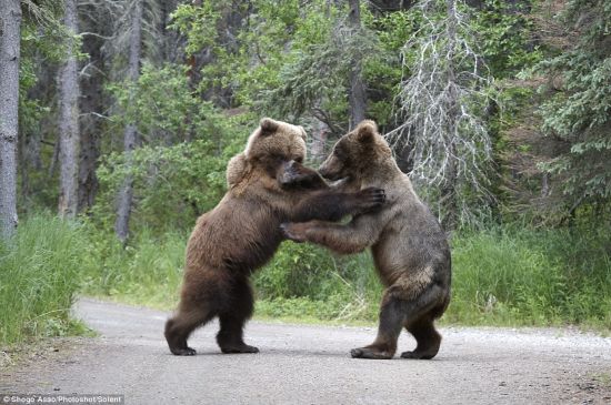 Dos osos se pelearon por almuerzo