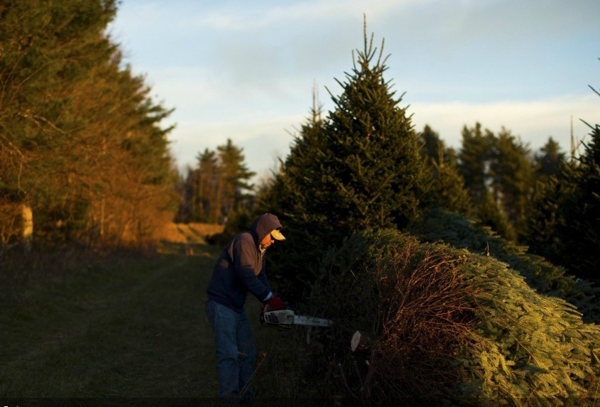 Cómo se cosechan los árboles de Navidad en las granjas (3)