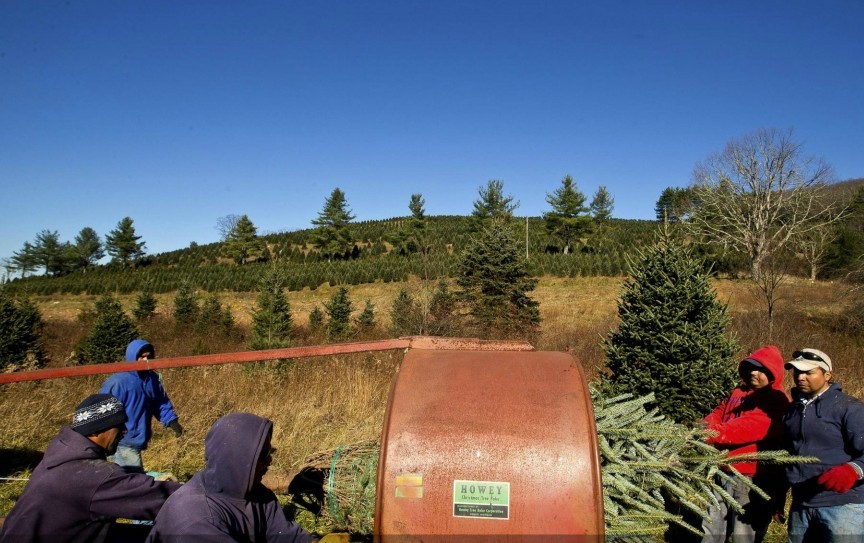 Cómo se cosechan los árboles de Navidad en las granjas (4)