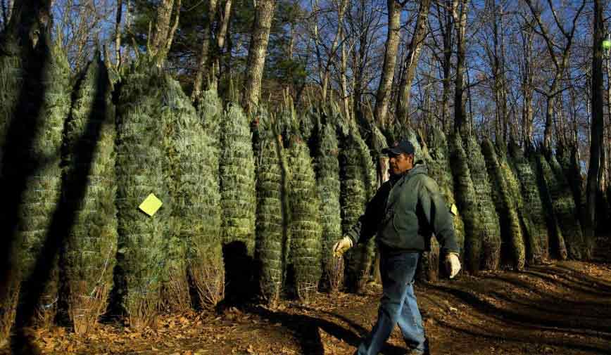Cómo se cosechan los árboles de Navidad en las granjas (5)