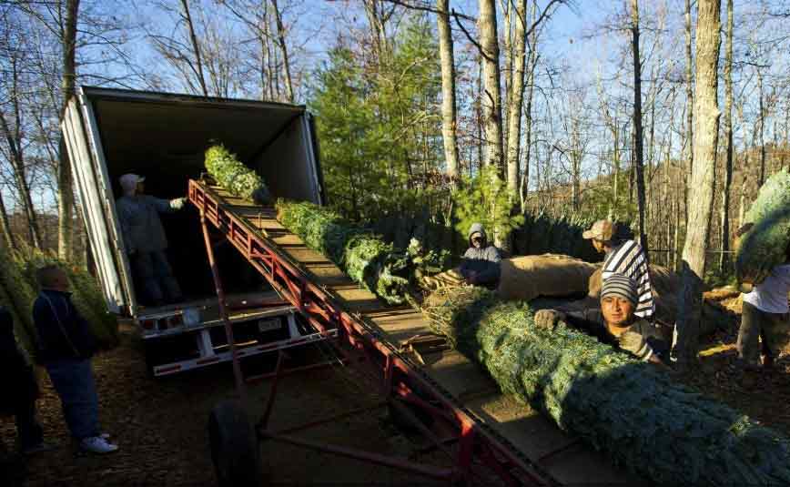 Cómo se cosechan los árboles de Navidad en las granjas (8)