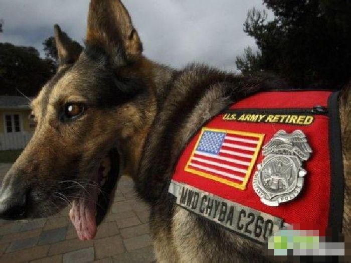 Inteligentes perros militares (14)
