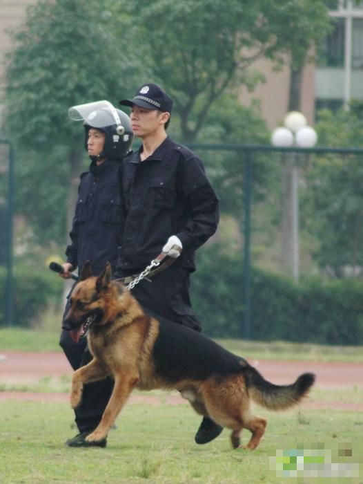 Inteligentes perros militares (4)