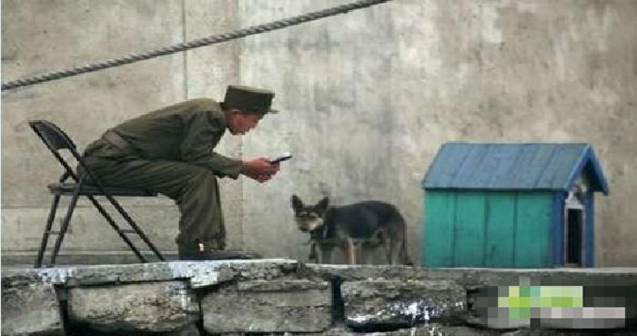Inteligentes perros militares (3)