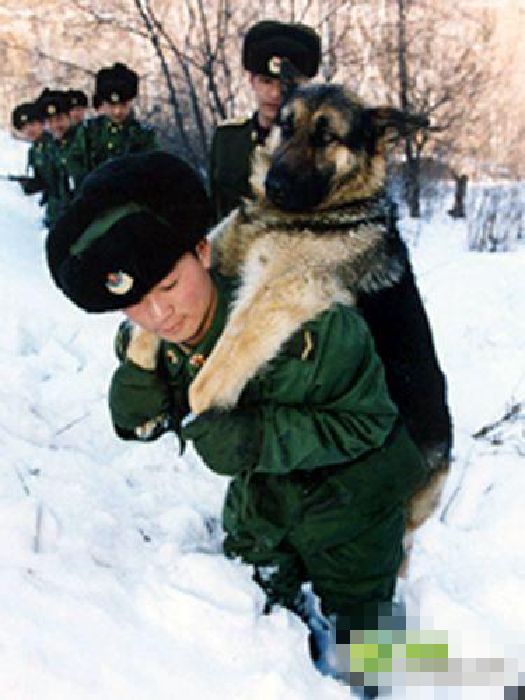 Inteligentes perros militares (11)