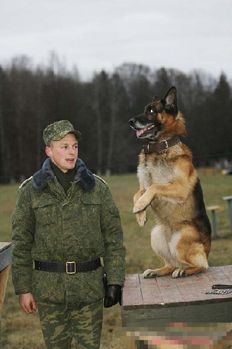 Inteligentes perros militares (8)