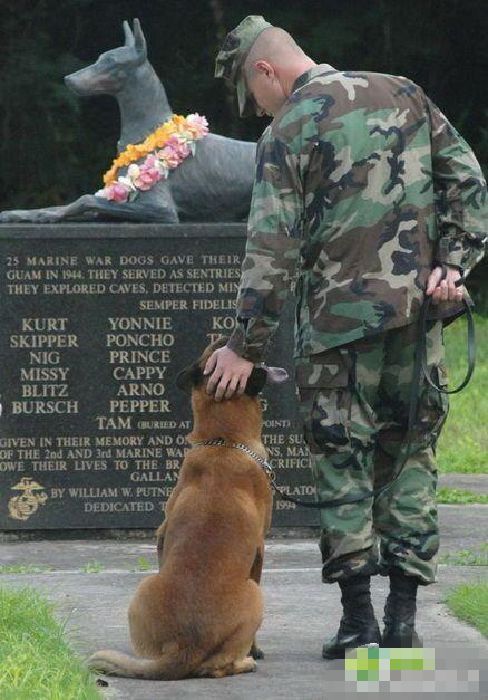 Inteligentes perros militares (13)